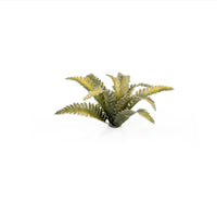 Gamers Grass: Deer Fern
