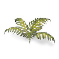 Gamers Grass: Bracken